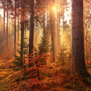 autumn landscape in a forest